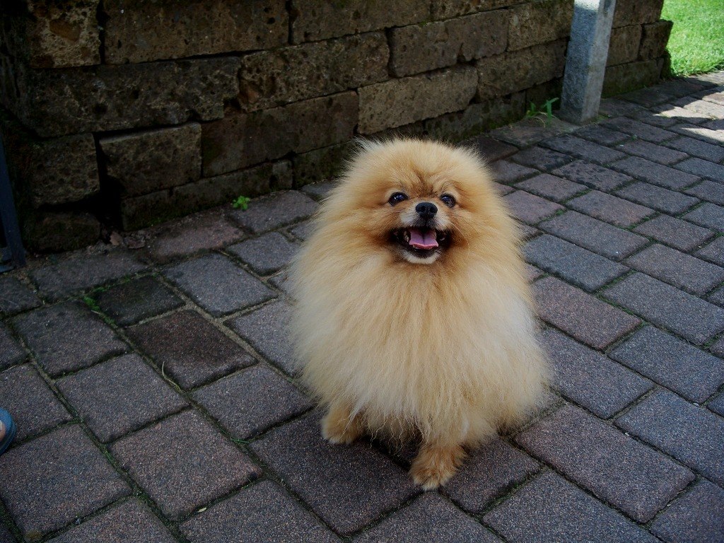 Cani