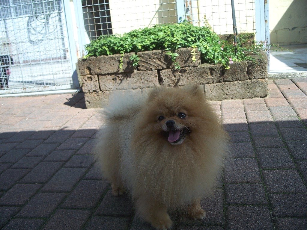 Cani