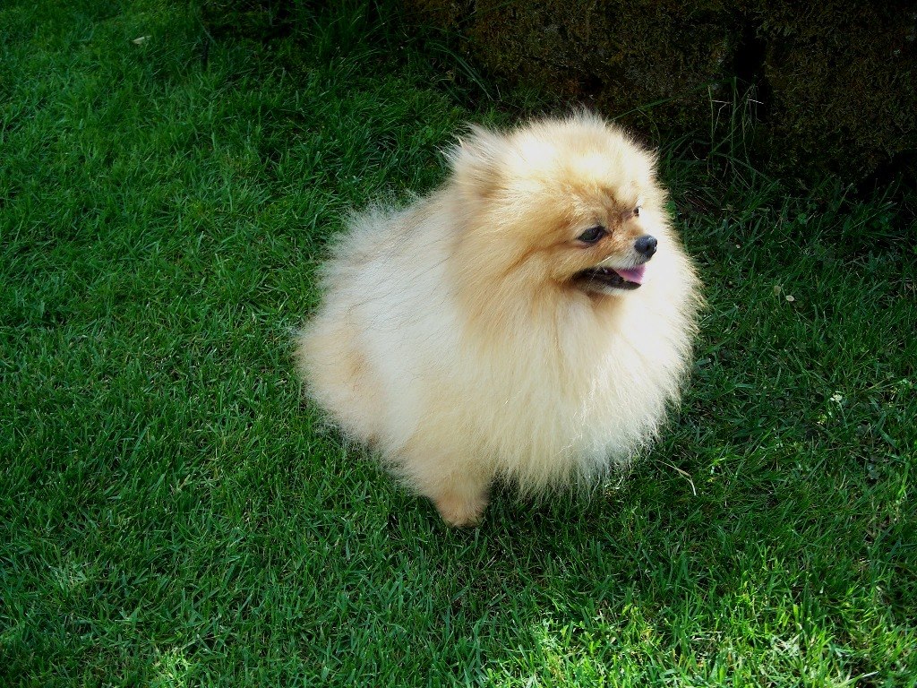 Cani