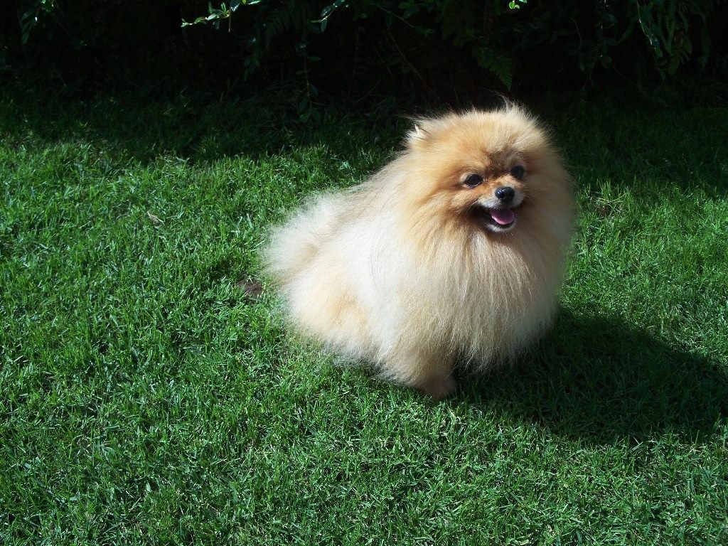 Cani