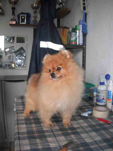 Cani