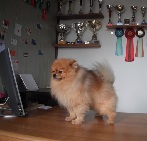 Cani