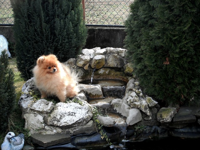 Cani
