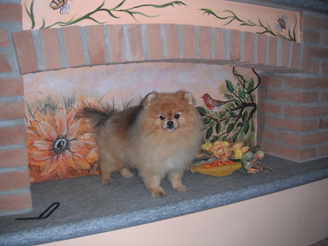 Cani