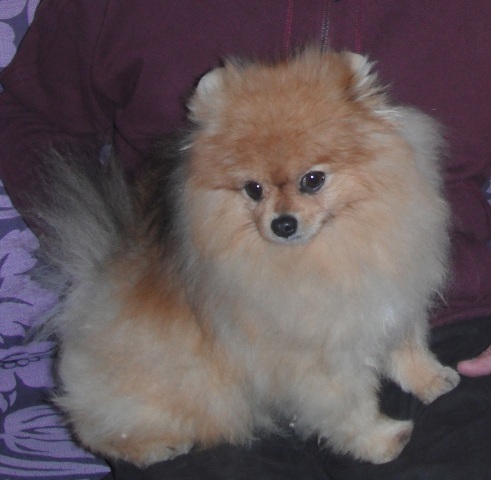 Cani