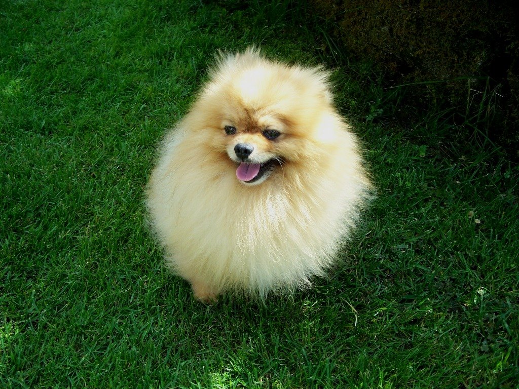 Cani