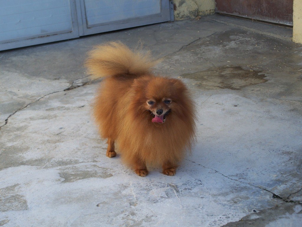 Cani