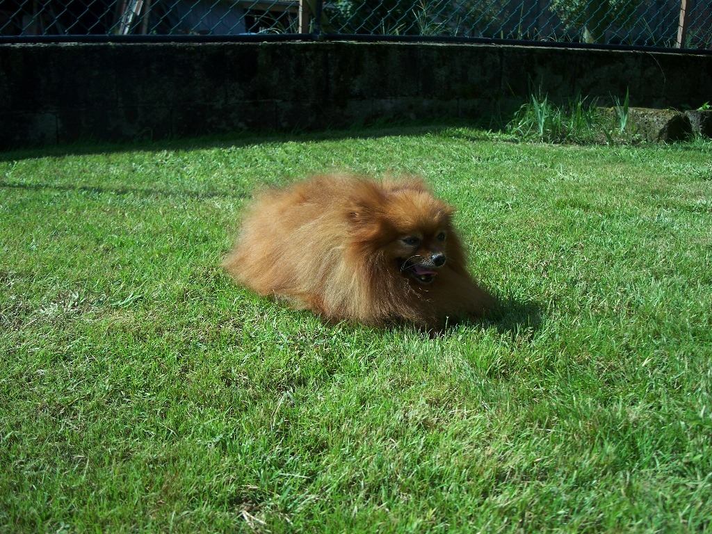 Cani