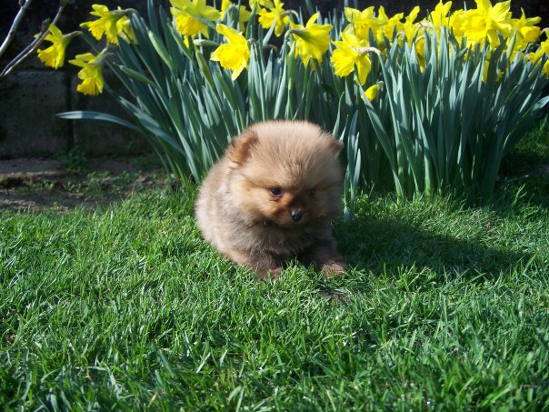 Cuccioli