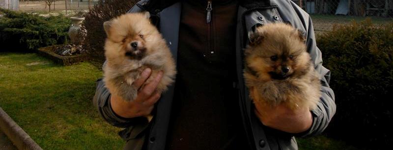 Cuccioli