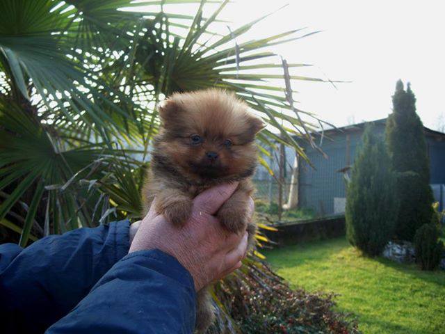 Cuccioli