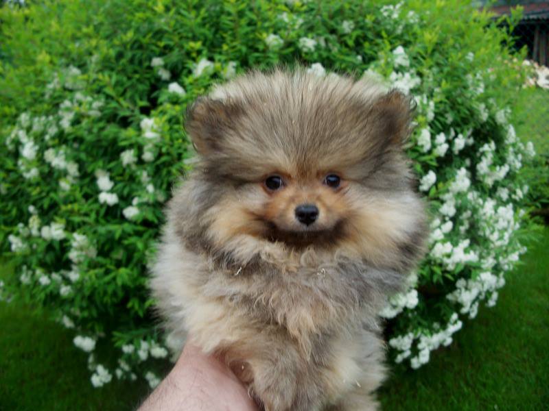 Cuccioli