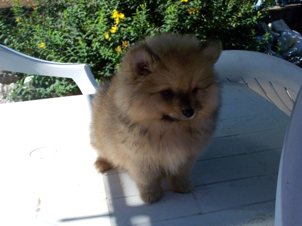 Cuccioli
