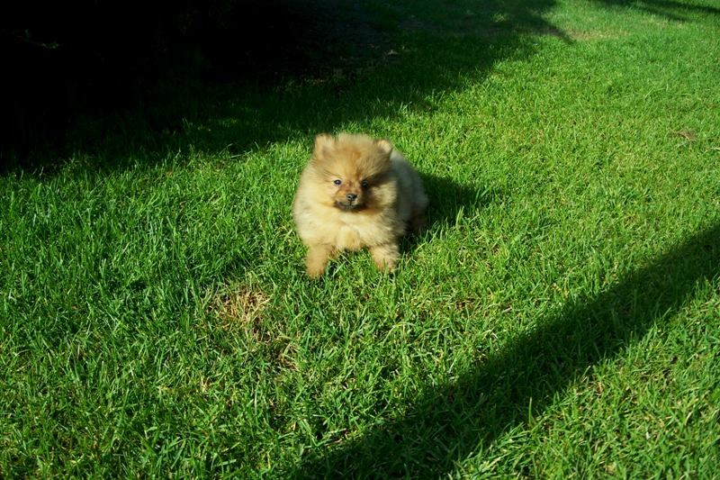 Cuccioli