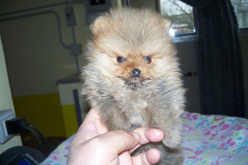 Cuccioli