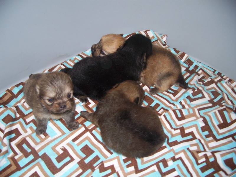 Cuccioli