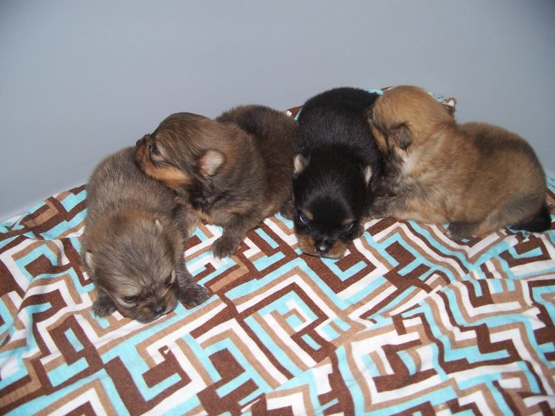 Cuccioli