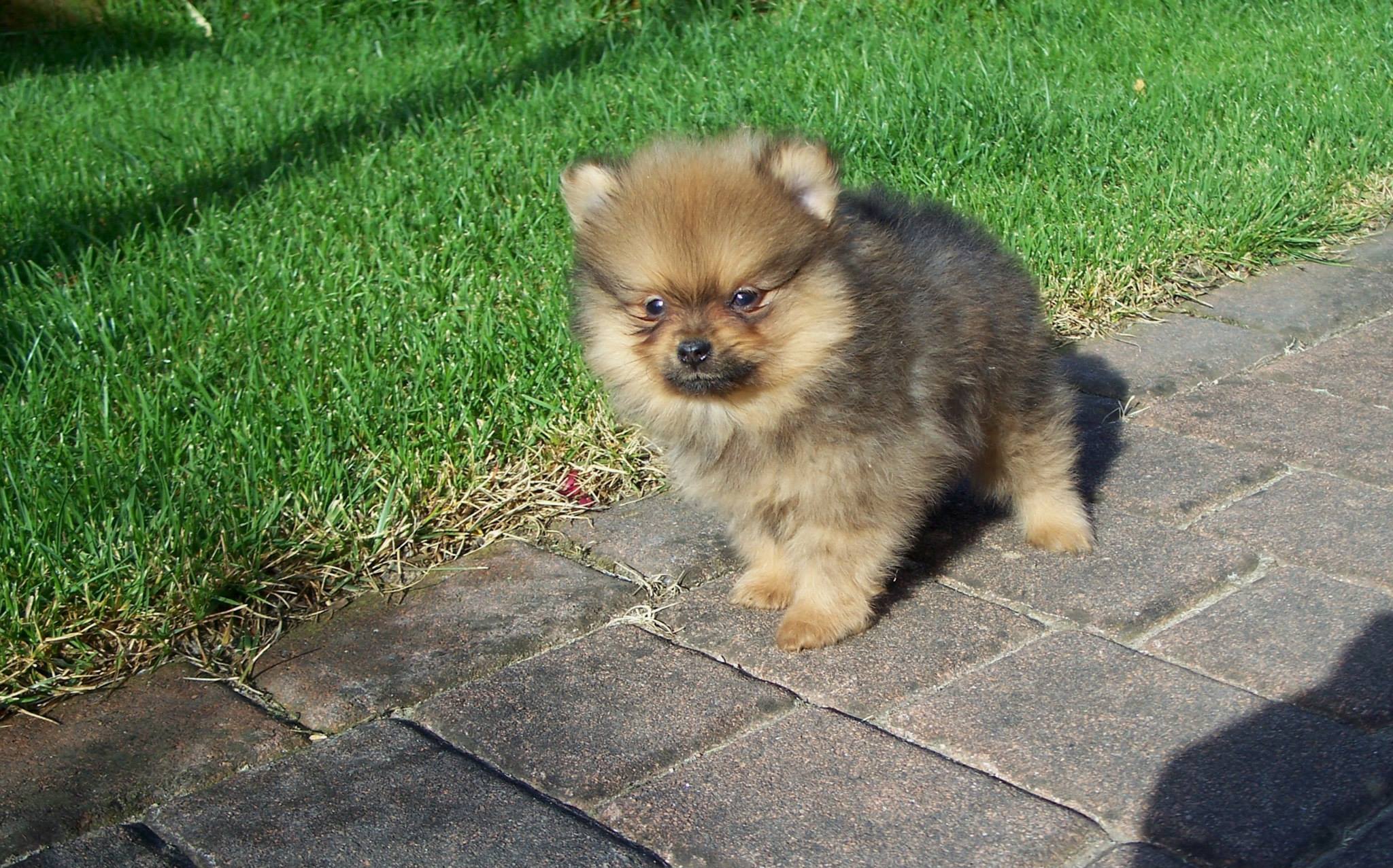 Cuccioli