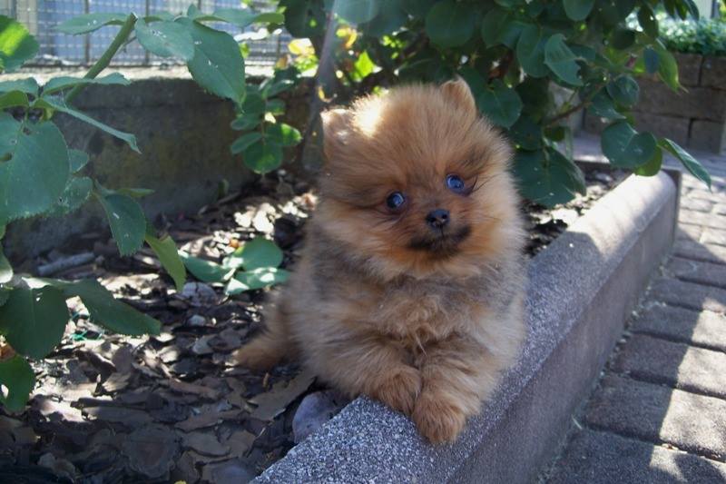 Cuccioli