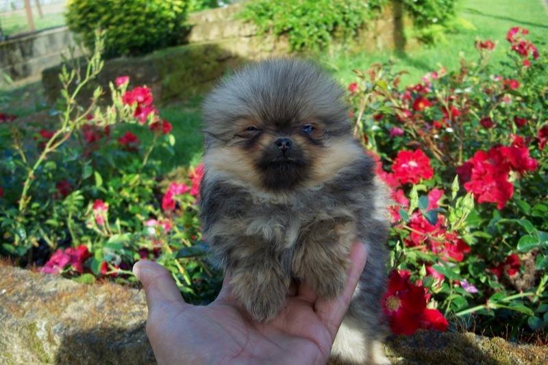 Cuccioli