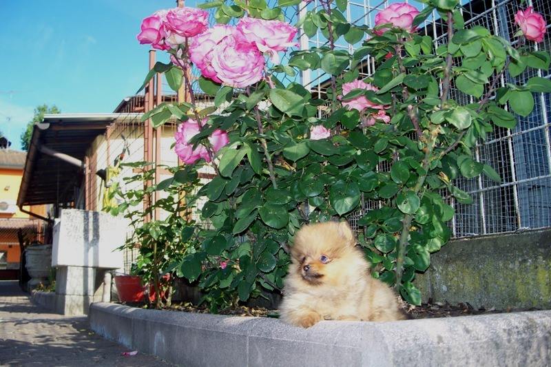 Cuccioli