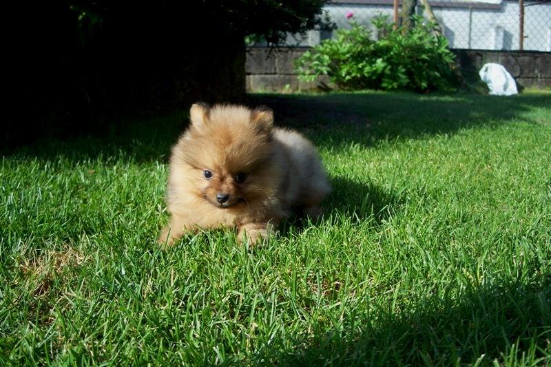 Cuccioli