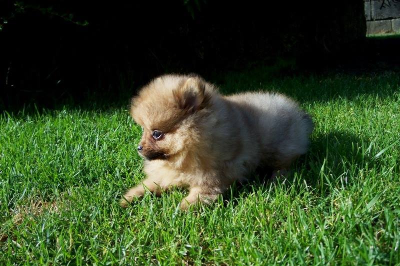 Cuccioli