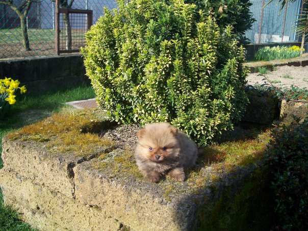 Cuccioli