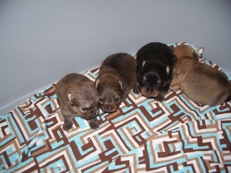 Cuccioli