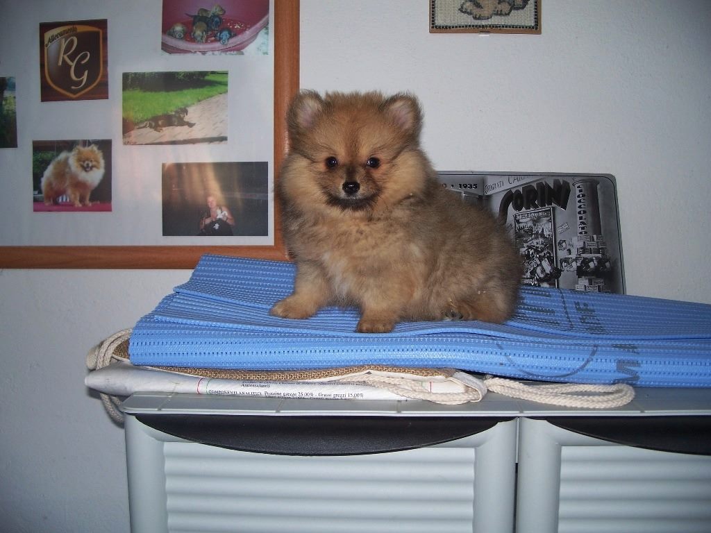 Cuccioli