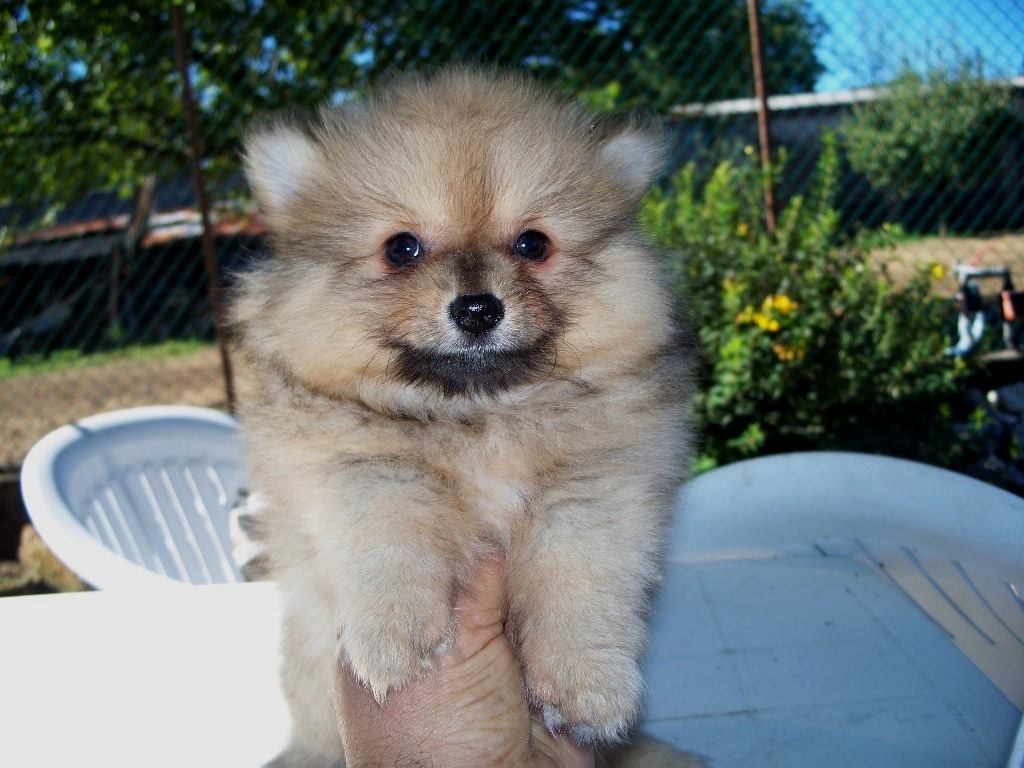 Cuccioli