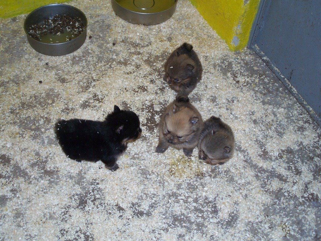 Cuccioli