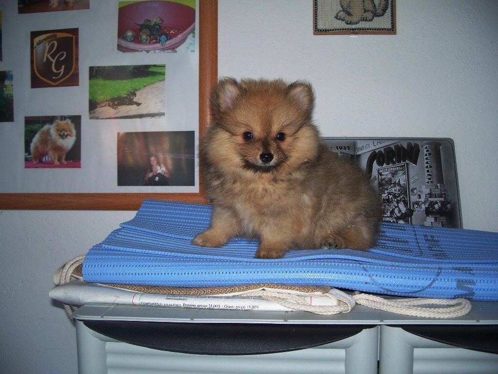 Cuccioli