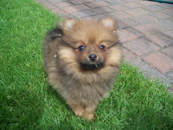 Cuccioli