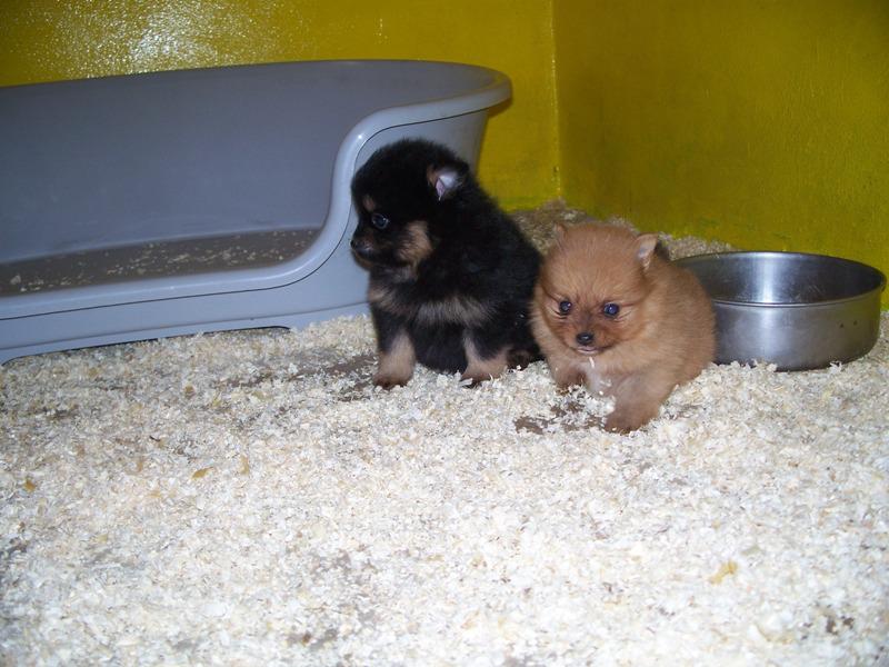 Cuccioli