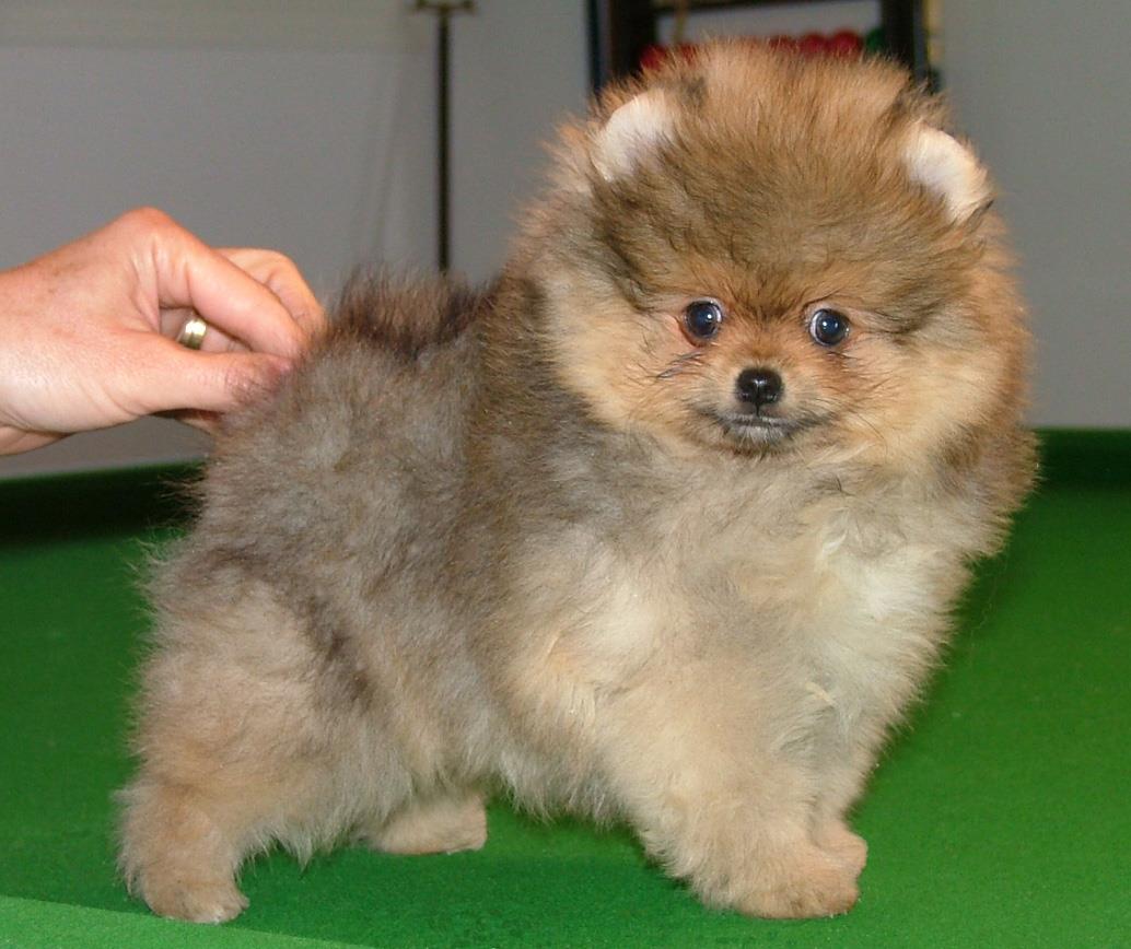 Cuccioli