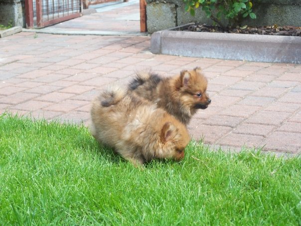 Cuccioli
