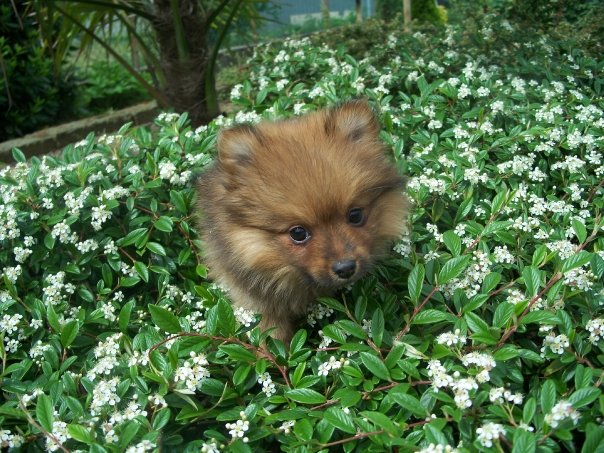 Cuccioli