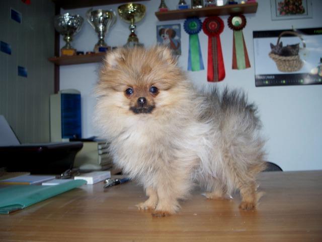 Cuccioli