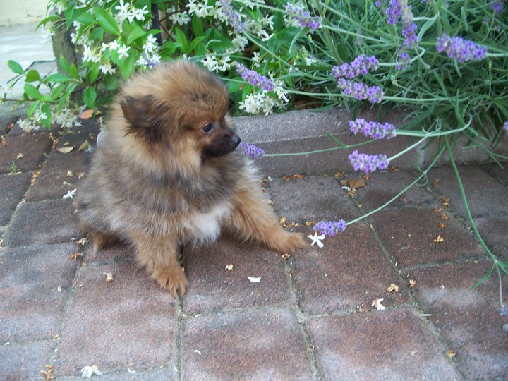 Cuccioli