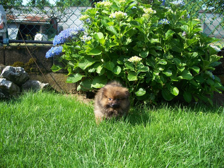 Cuccioli