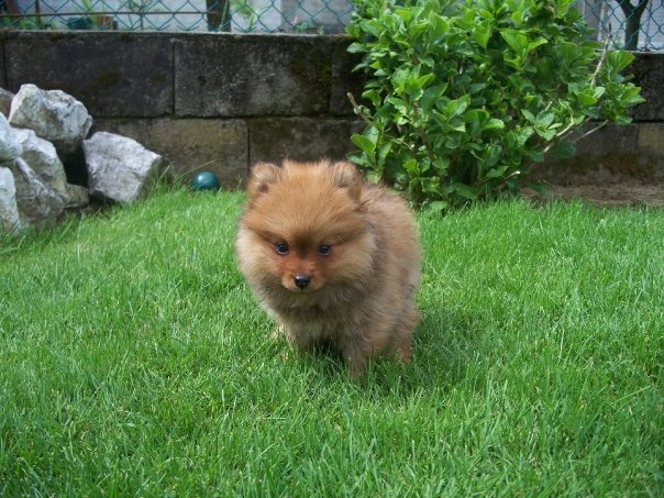 Cuccioli