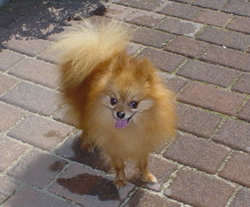 Volpino di Pomerania